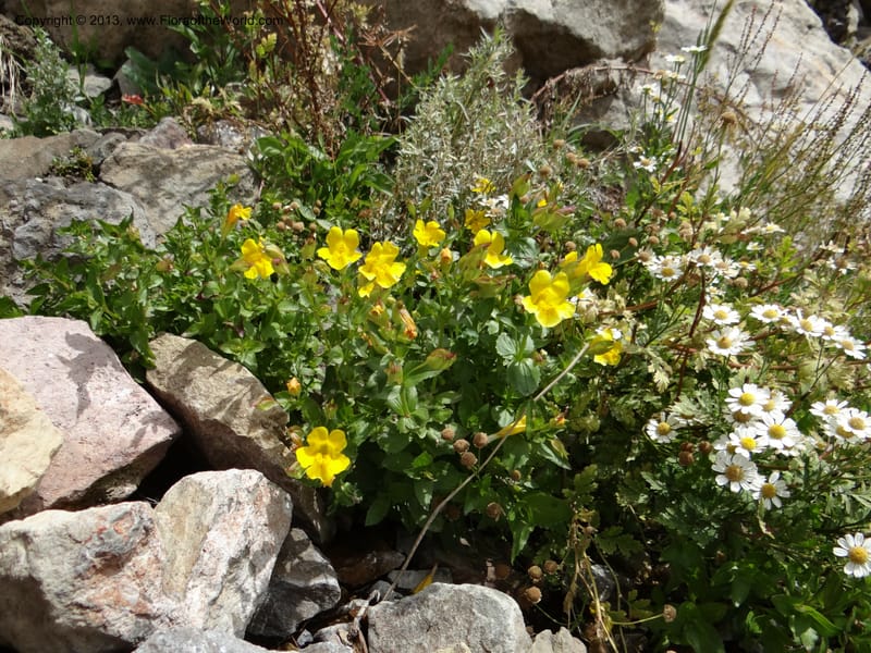 Mimulus, WDS 34226--Chile. Cta 115. 11.5 km W of La Laguna. 22 Feb 2013. DSC02736 (6).JPG
