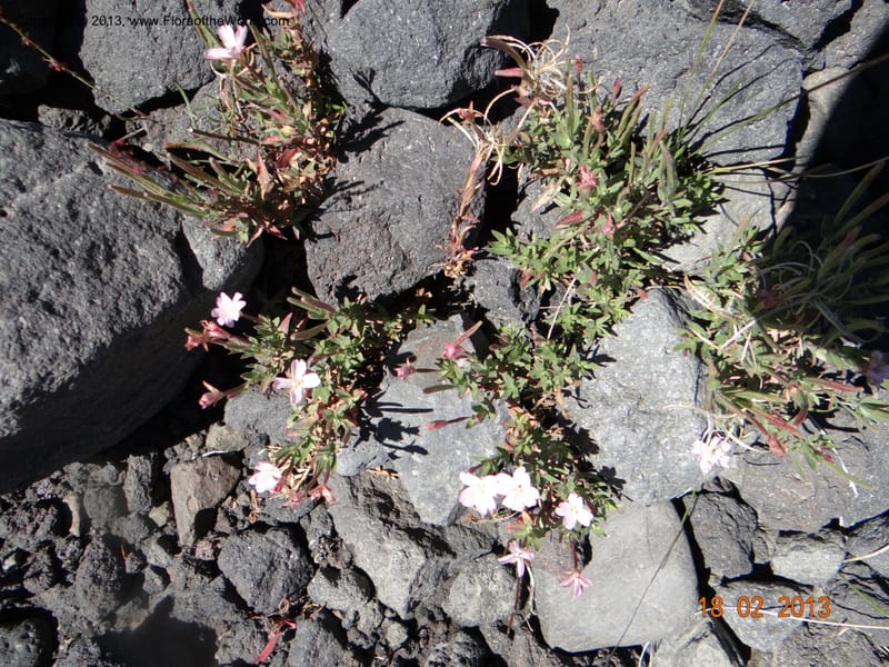 Epilobium, W. D. Stevens 34141--Chile, P.N. Laguna del Laja, 18 Feb 2013  8843 (1).JPG