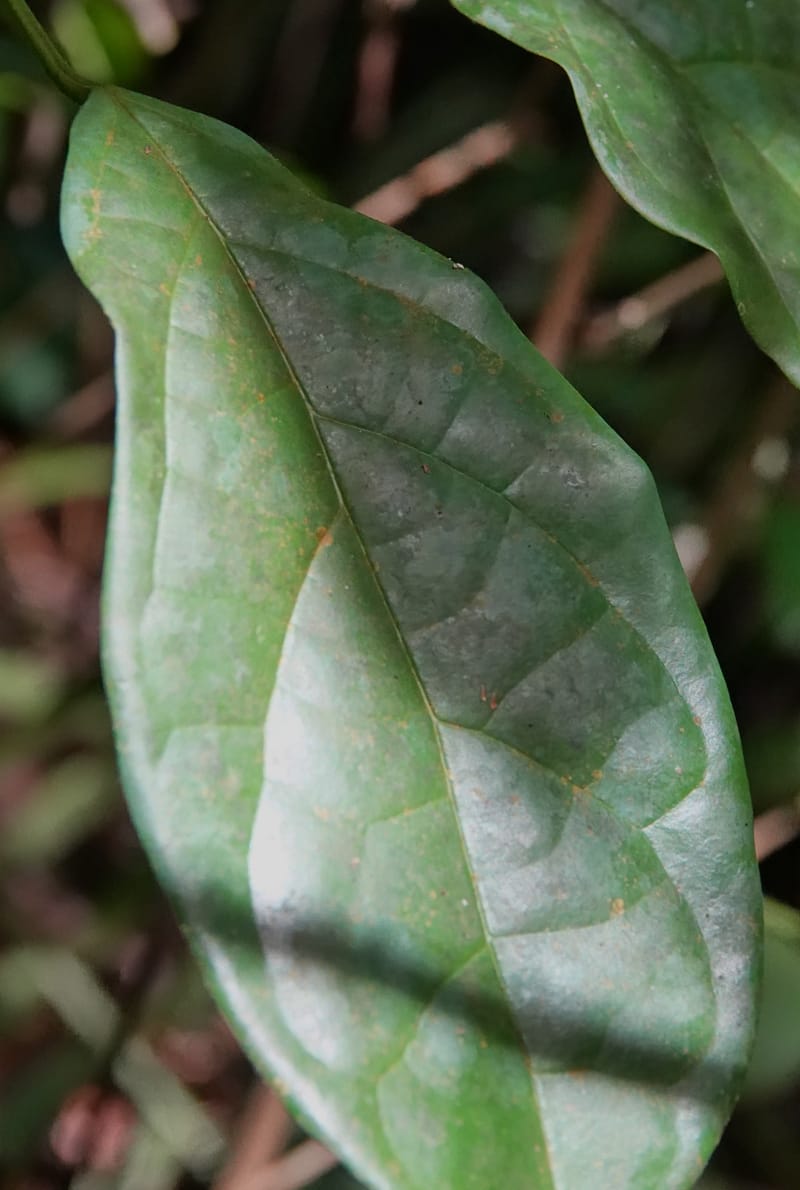Thomandersia laurifolia, C. Davidson 13964--Gabon. Arb. Sibang. 5 Nov. 2018. DSC02235 (348).JPG
