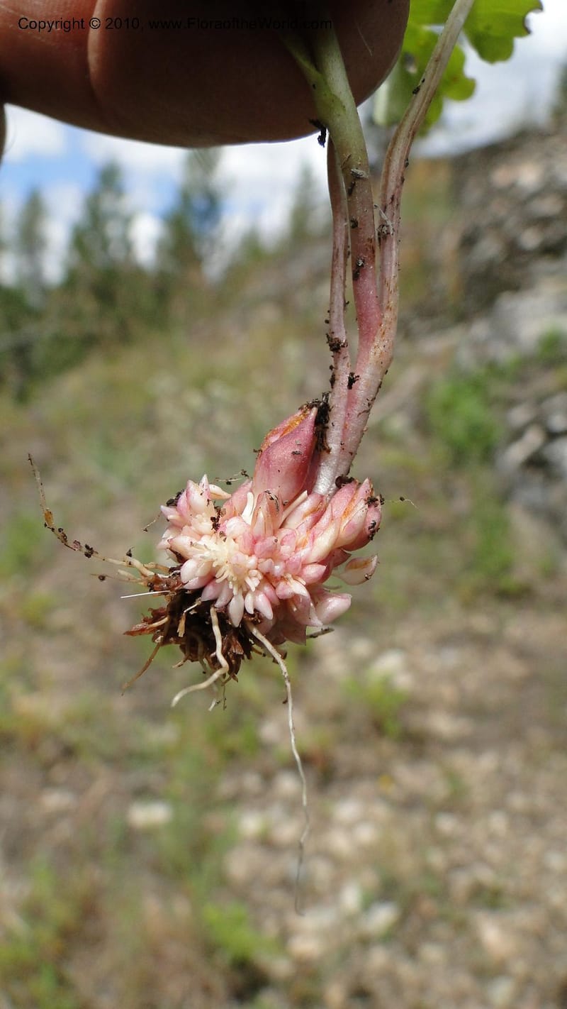 Suksdorfia ranunculifolia, B. Ertter 19978--Idaho. Valley County. 1 July 2010. 085 (16).jpg