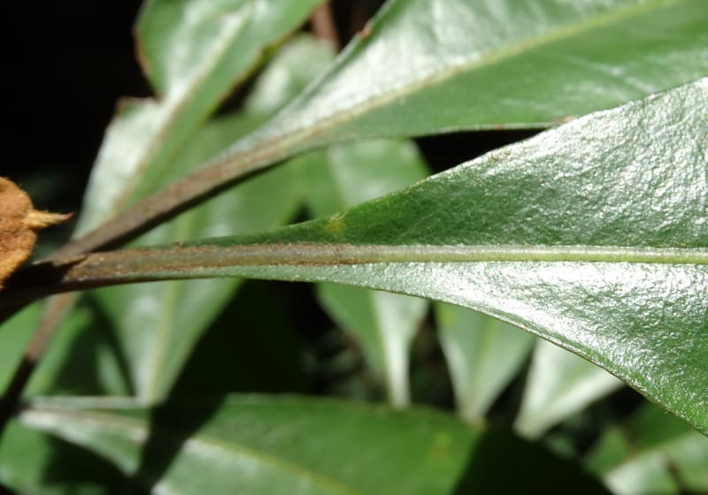 Pittosporum, Bruy, D 117--New Caledonia. Haute Robinson. 11 Nov. 2015. DSC00909 (179).JPG