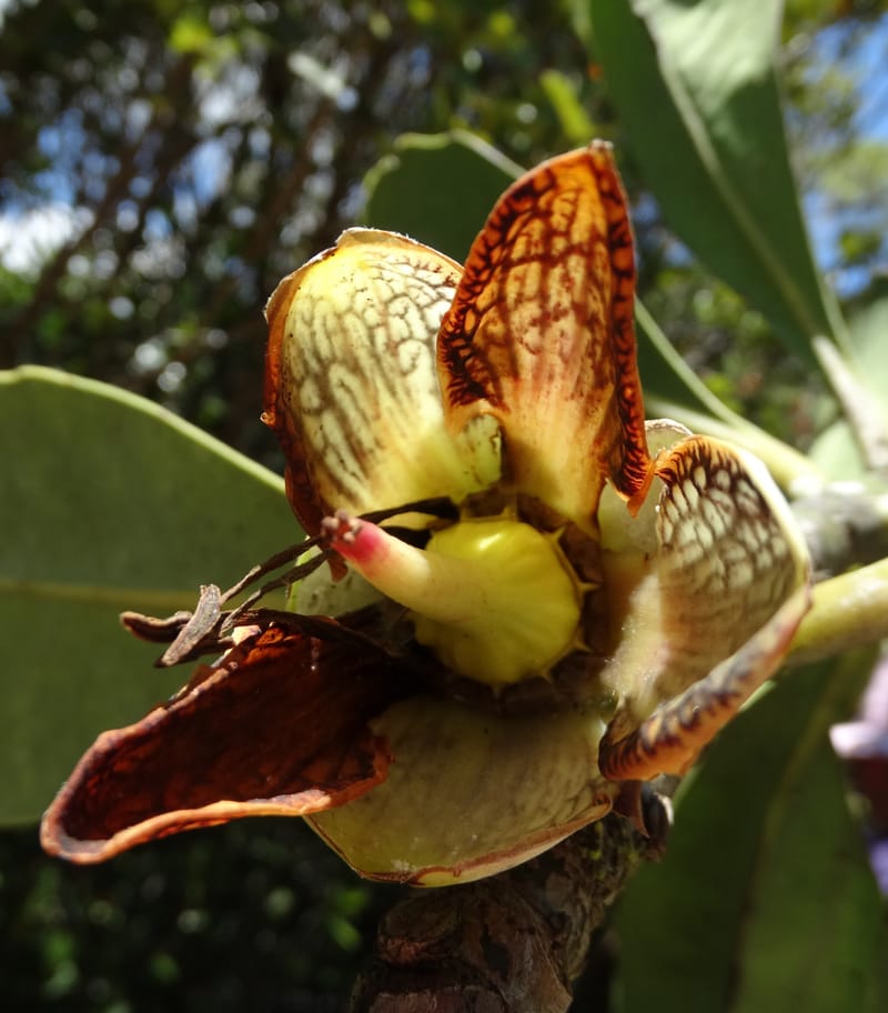 Strasburgeria robusta, Lowry, P 7371--New Caledonia. Mont Dzumac. 12 Nov 2015. DSC01563 (155).JPG