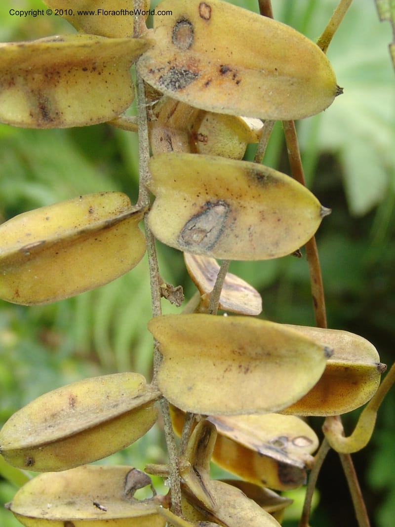 Dioscorea, Croat 96235--Ecuador. Prov. Pichincha. La Union-Chiriboga-Quito. 22 Mar 06. 205 (7).jpg