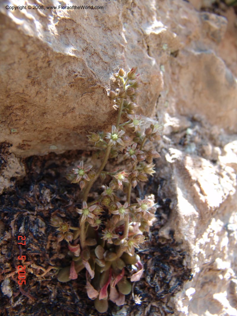 Sedum creticum v. monocarpicum--Crete. Samaria Gorge. 27 May 05.  103.jpg