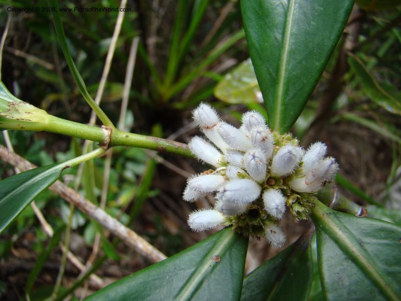 Psychotria, JMunzinger4807--N.Caled. Plateau de Poro. 16 Nov 07. 063.jpg
