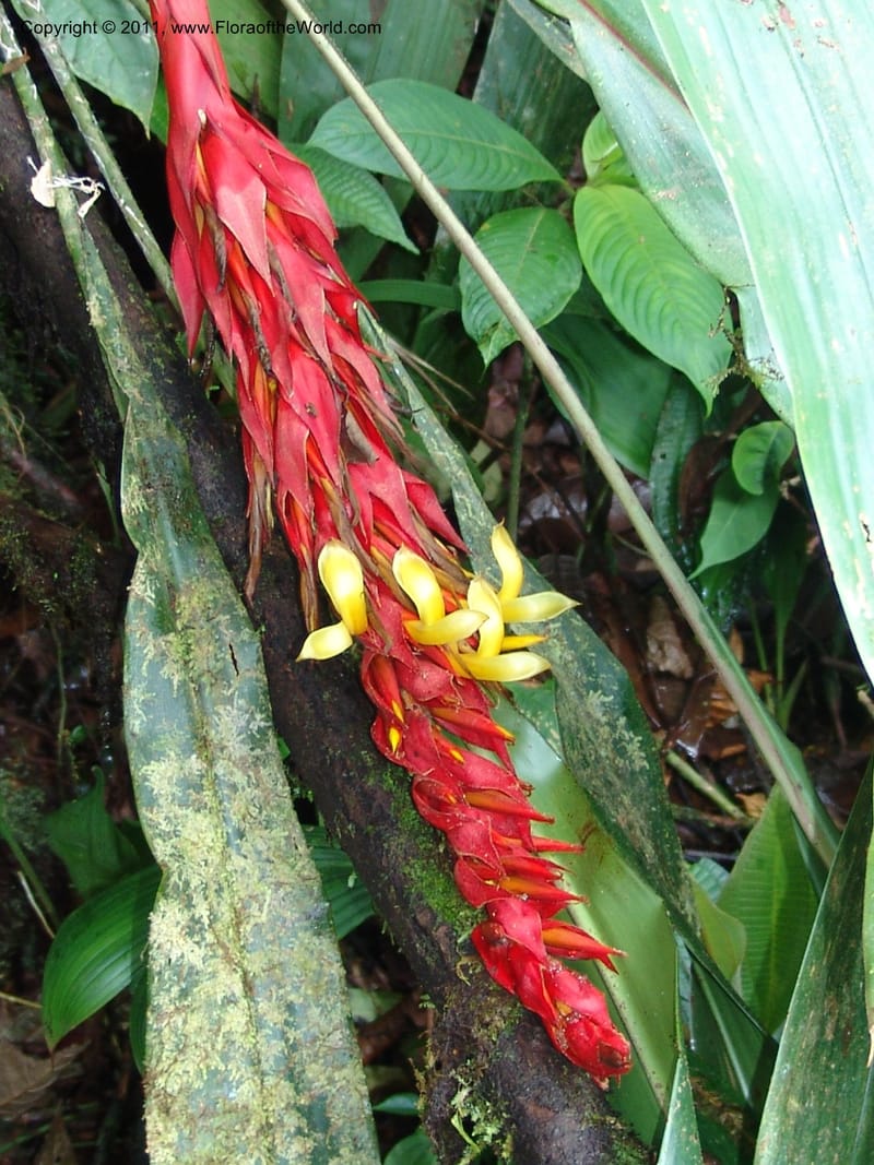 Pitcairnia ferrell-ingramiae, Croat95131--Ecuador. Esmeraldas. Alto Tambo. 21 Feb 05. 249 (4).jpg