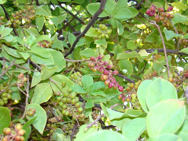 Stegnosperma cubense, WDStevens27201--Nicaragua. Leon. Isla Juan Venado, S of Penitas. 11 Jun 08. 022.jpg