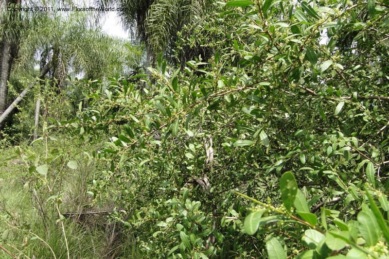 Schinus longifolia, W. D. Stevens 31284--Paraguay. Edo. Concepcion. Garay Cue. 21 Mar 2011. 174 (11).jpg