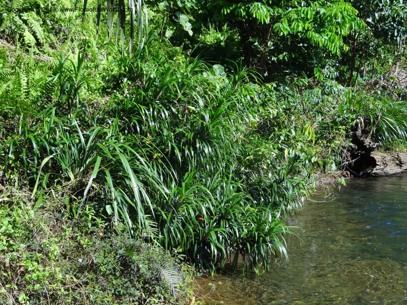 Freycinetia robinsonii var. meijeri, Callmander 1031--Malaysia. Sabah. Tahan Niaga Plantation. 8 Apr 2012. DSC07609 (32).JPG
