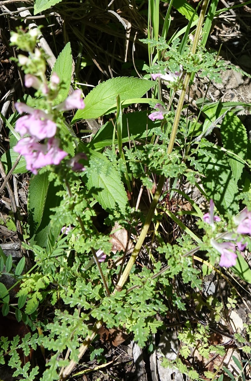 Pedicularis pseudomelampyriflora, C. Davidson 13757--China. Sichuan. Yibailingba-gou. 12 Aug 2017. DSC04660 (586).JPG
