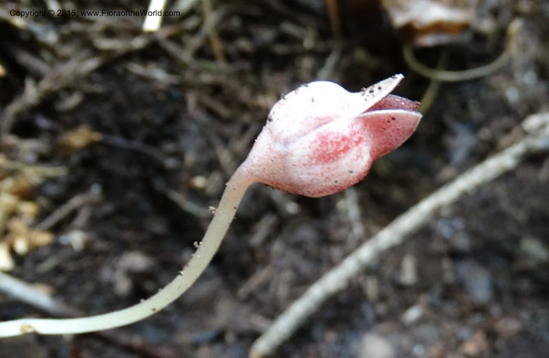 Asarum, Boufford, D 43xxx--China. Sichuan. LiXian. MiYaLuo. 9 May 2014. DSC04513 (253).JPG