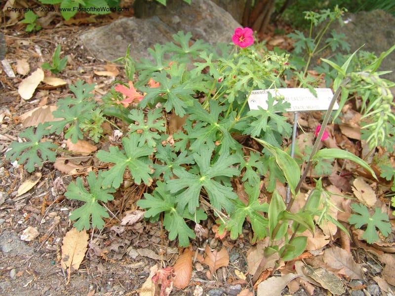 Geranium caespitosum, 79.0605--CA. UC Berkeley Bot. Garden. 31 May 07. 011.jpg