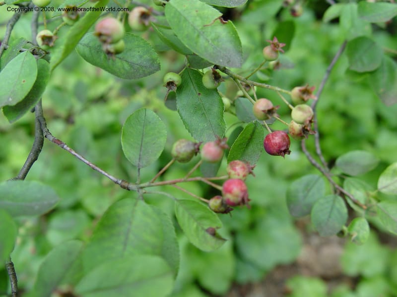 Amelanchier obovata--DE. Mt. Cuba Center. 24 Jun 03. 034.jpg