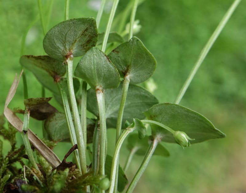 Parnassia palustris, Tseng Yu-Hsin 1316--Taiwan. SW of Nanshan on highway 7. 20 May 2016. DSC03339 (49).JPG