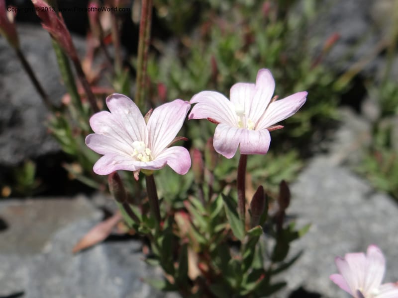 Epilobium, WDS 34141--Chile. P.N. Laguna del Laja. Ski lodge. 18 Feb 2013. DSC01783 (6).JPG