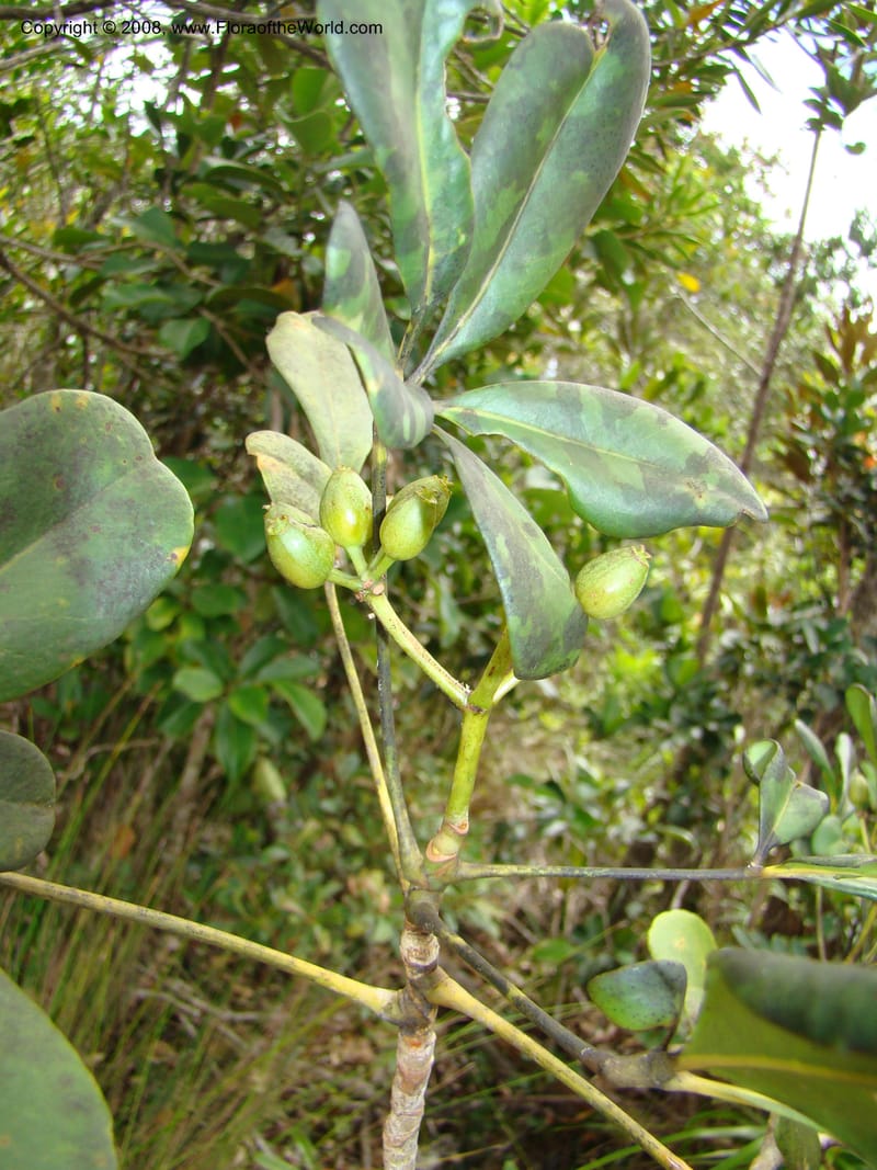 Schefflera crassipes, PLowry6900--N.Caled. Plateau de Poro. 16 Nov 07. 132.jpg