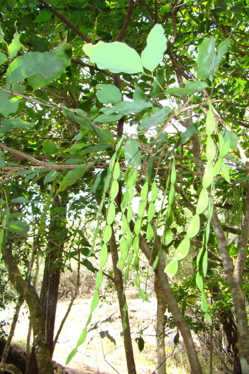 Arthroclianthus, M. Callmander 764--New Caledonia. Upper Tene River Valley. 19 Jan 2010. 377 (41).jpg
