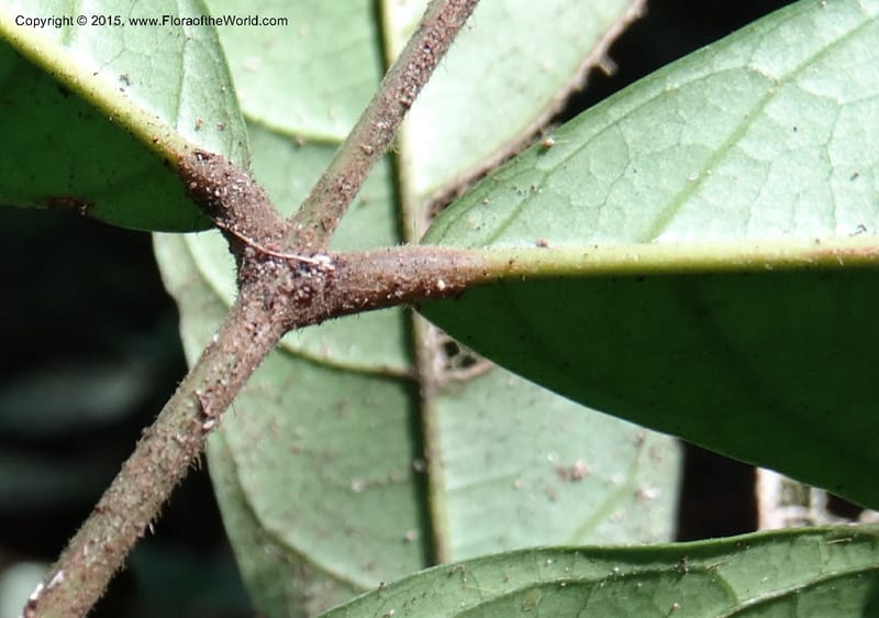 Chytranthus, Davidson, C 12372--Cameroon. Korup Nat. Park. 22 Mar 2014. DSC03203 (328).JPG