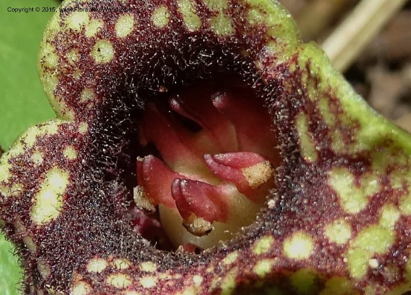 Asarum minus, Davidson, C 13010--Tennessee. Greene Co. Paint Rock, Paint Cr. 15 May 2016 (33).JPG