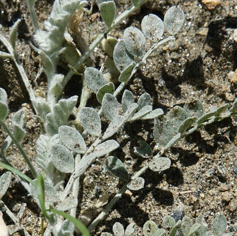 Astragalus purshii, C. Davidson 13582--ID. Idaho Co. Salmon R. Rd. E of Riggins. 24 May 2017. DSC00708. JPG (203).JPG