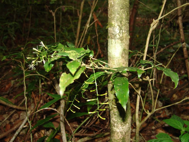 Dracaena, ROR1595--Madag. Parc Nat. Montagne d'Ambre. 11 Nov 06. 298.jpg