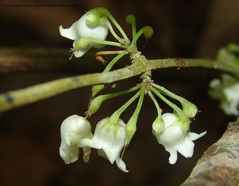 Basistemon silvaticus, Farfan 815--Peru. Edo. Madre de Dios. Laguna Valencia. 22 Oct 05. 242 (2).jpg