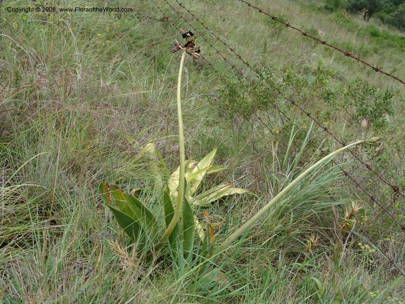 Cyrtanthus obliquus--So.Africa. E. Cape. Waringham Farm, Quanti Area, Stut. 8 Mch 05. 262.jpg