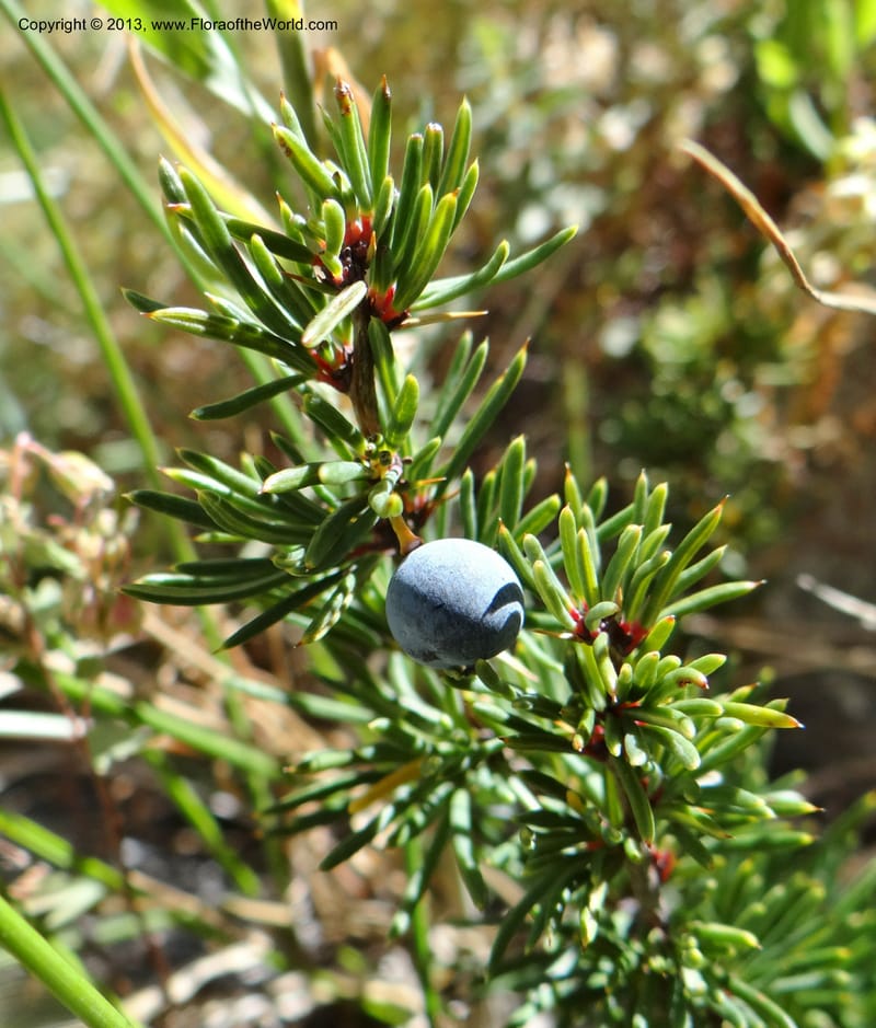 Berberis empetrifolia, W. D. Stevens 34128--Chile, P.N. Laguna del Laja, 18 Feb 2013  8981 (4).JPG