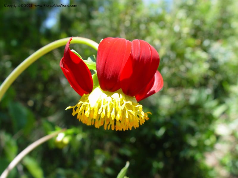 Dahlia excelsis, 92.1548--CA. UC Berkeley Bot. Gard. 4 Jul 03. 053.jpg