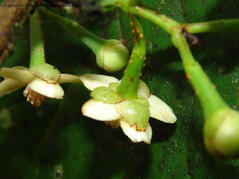Tovomita, Croat 95894--Ecuador. Maquipucuna Biol. Res. Send. al Humedal. 14 Mar 06. 165 (12).jpg