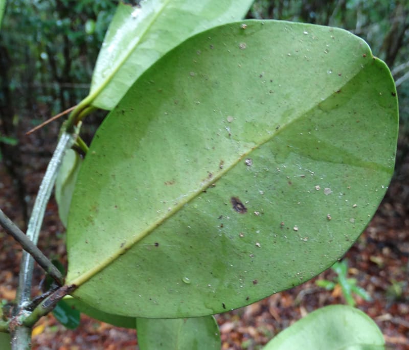 Garcinia, Lowry, P 7407--New Caledonia. Creek Hervouet. 19 Nov 2015. DSC03817 (100).JPG