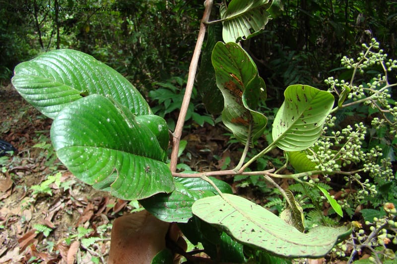 Tetracera, Vasquez 34802--Peru. Loreto. Dist. Nauta. Miraflores, Rio Tigre. 10 Nov 08. 546 (24).jpg