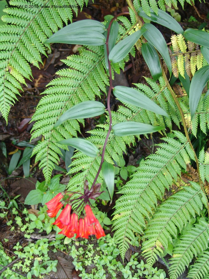 Bomarea, Croat 96469--Ecuador. Prov. Pichincha. BellaVista private reserve. 27 Mar 06. 129.jpg