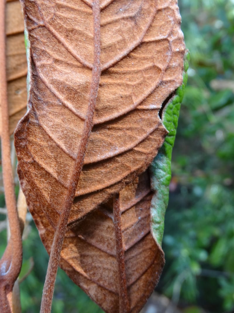 Argophyllum, Lowry, P 7423--New Caledonia. PinPin. 20 Nov 2015. DSC03938 (56).JPG