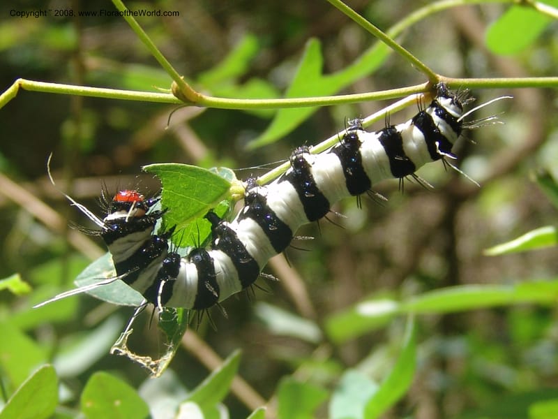 Argyrolobium tomentosum w caterpillar--So.Africa. Mpumal. Moodie Mts.  18 Mch 05. 464.jpg
