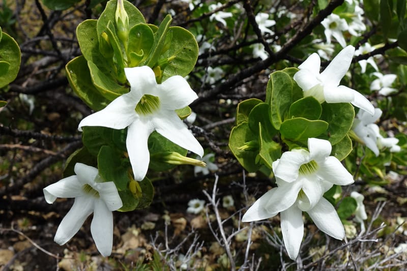 Anthocercis viscosa, Davidson, C 13498--Australia. W. A. Two People's Bay Nat. Res. 29 Oct 2016. DSC06475 (142).JPG