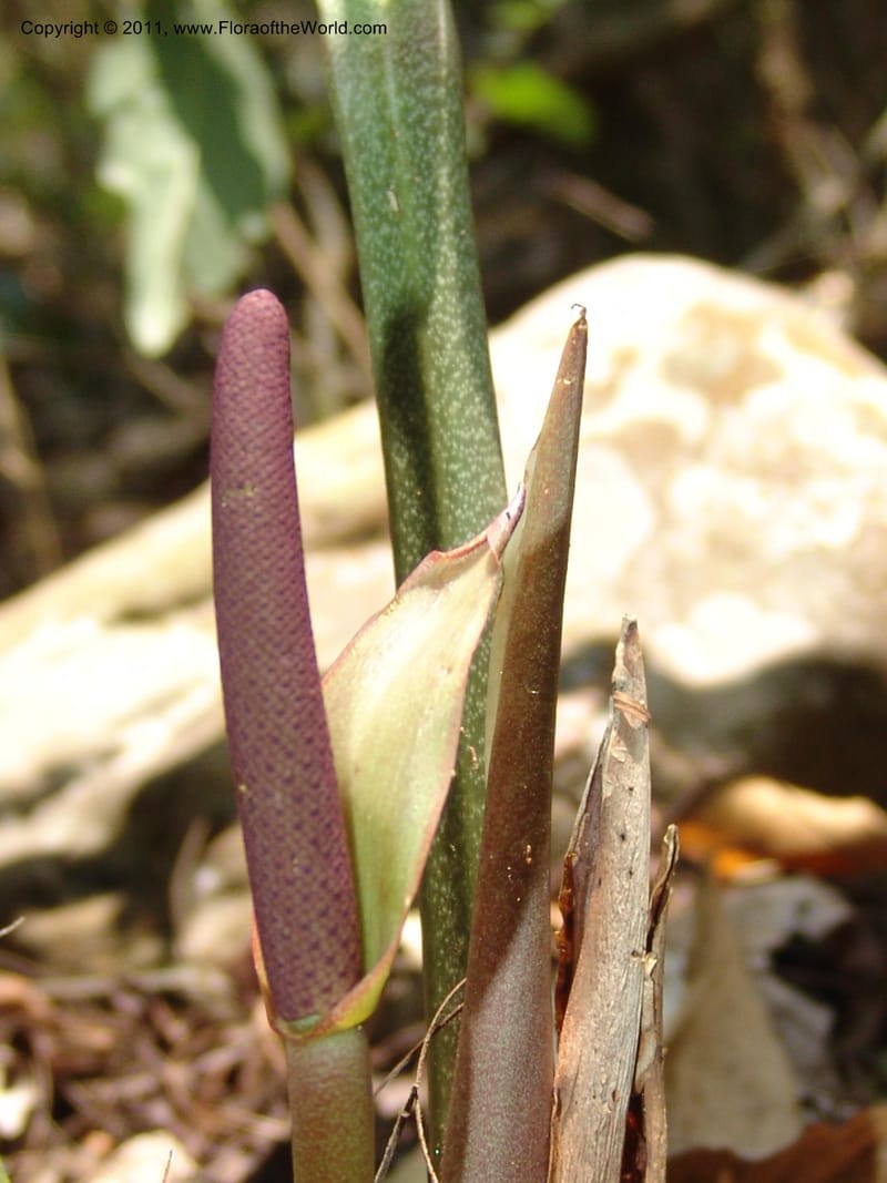 Anthurium plowmanii, AraujoM2908--Bolivia. F. Tamayo. Rio Machariapu. 17 Sep 06. 283 (16).jpg