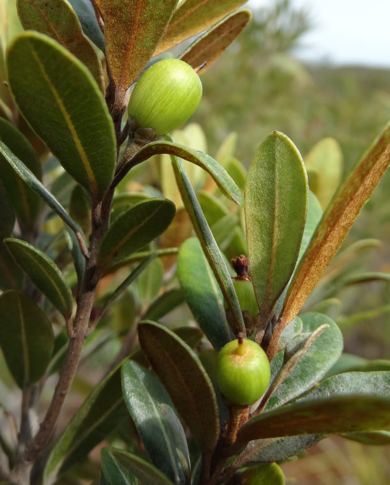 Pleioluma crebrifolia, Munzinger, J 7452--New Caledonia. Tiebaghi. 17 Nov 2015. DSC03437 (92).JPG