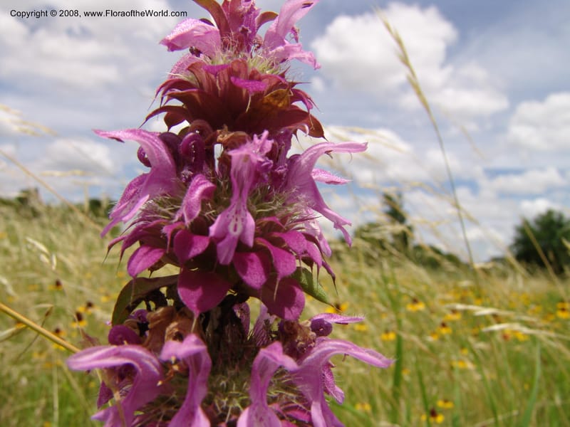 Monarda citriodora--TX. Johnson Wildflower Center. 13 Jun 04. 005.jpg