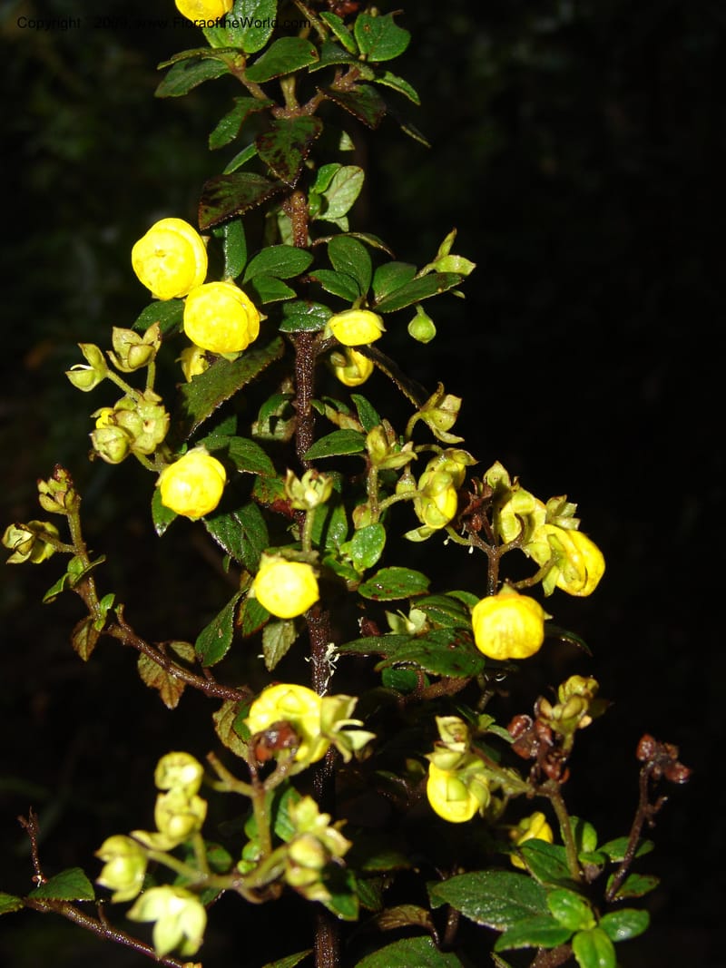 Calceolaria, DNeill16028--Ecuador. Prov. Zam. Ch. Podocarpus N. Pk. 26 Sep 07. 091.jpg