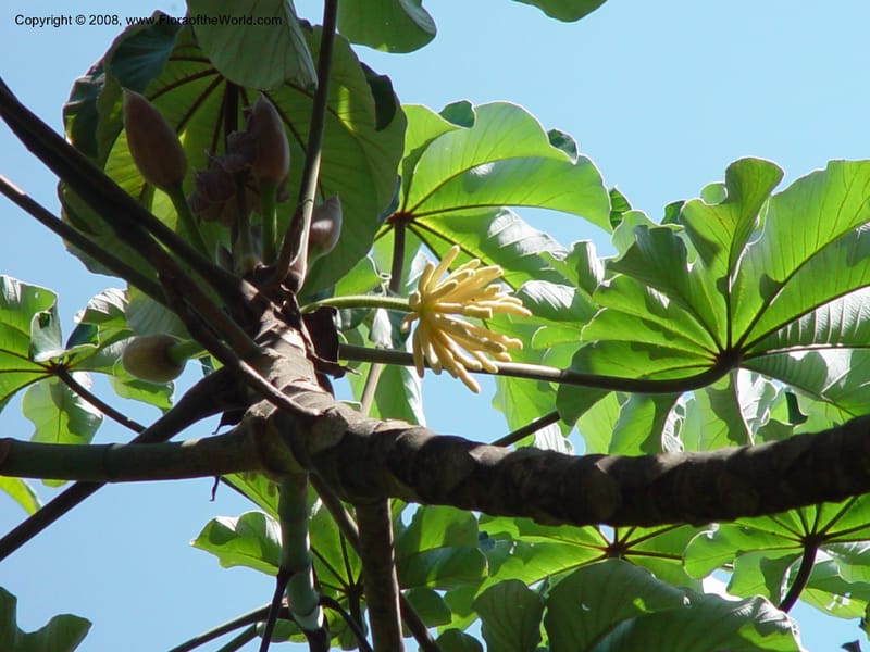 Cecropia peltata--Costa Rica. INBio Parque, San Jose. 29 Mch 03. 134.jpg