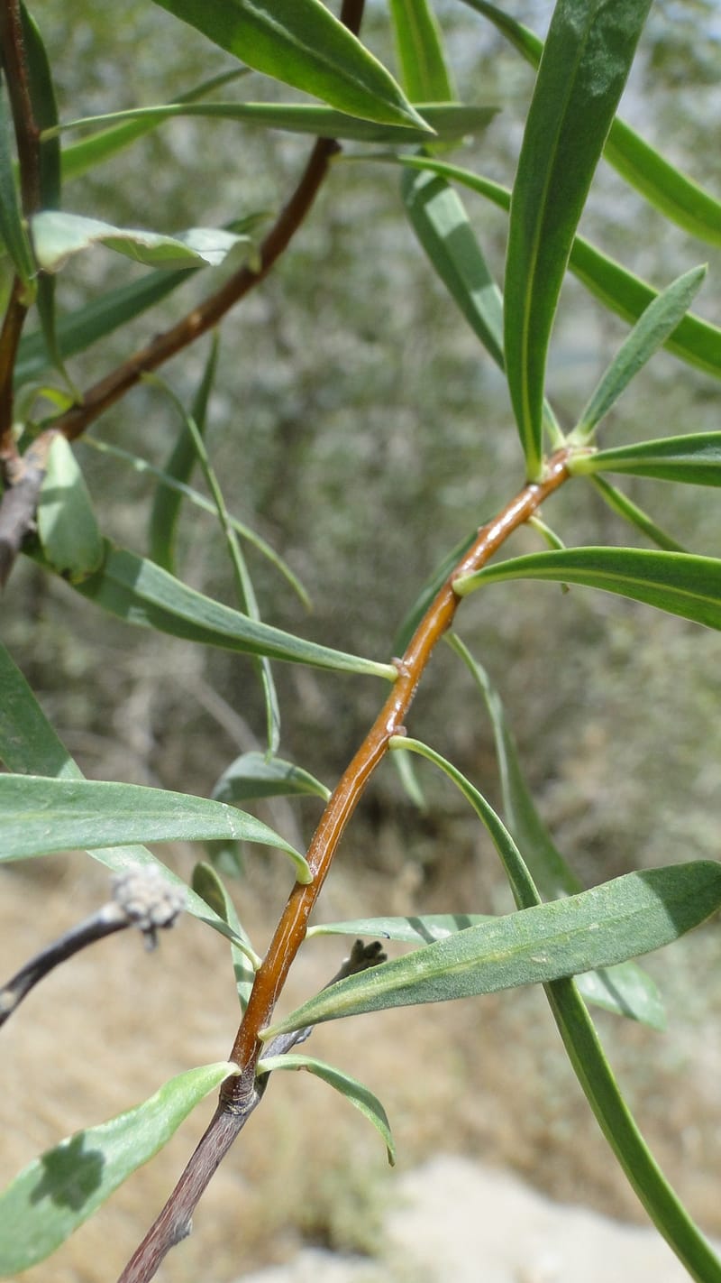 Daphne mucronata, A. G. Miller 128.3--Iraq. Kurdistan. Shakh-i Pira Magun. 10 June 2010. 131 (16).jpg