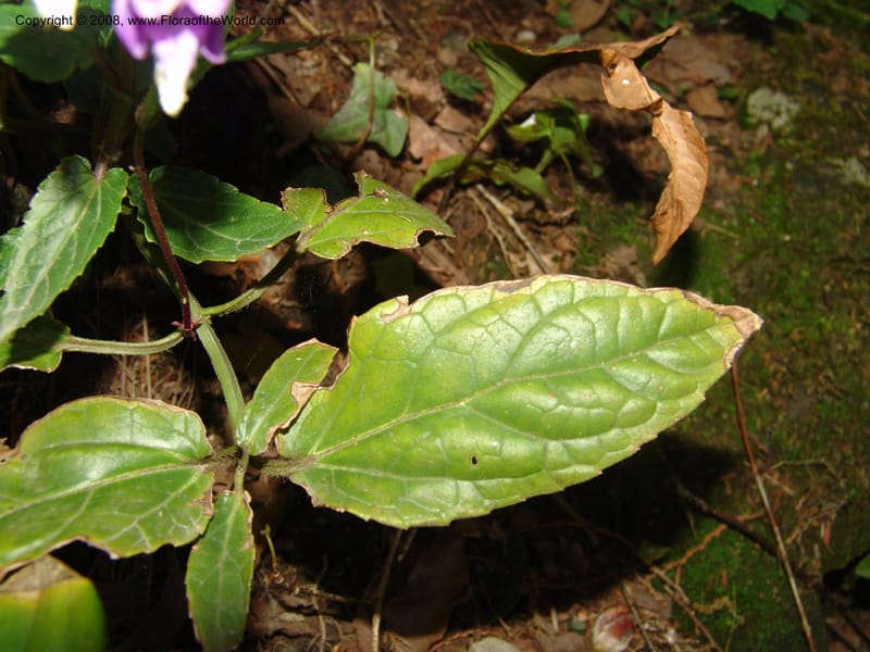 Scutellaria cochinchinensis--China. Jiang Xi. Lushan Botanical Garden. 21 Apr 07. 157.jpg