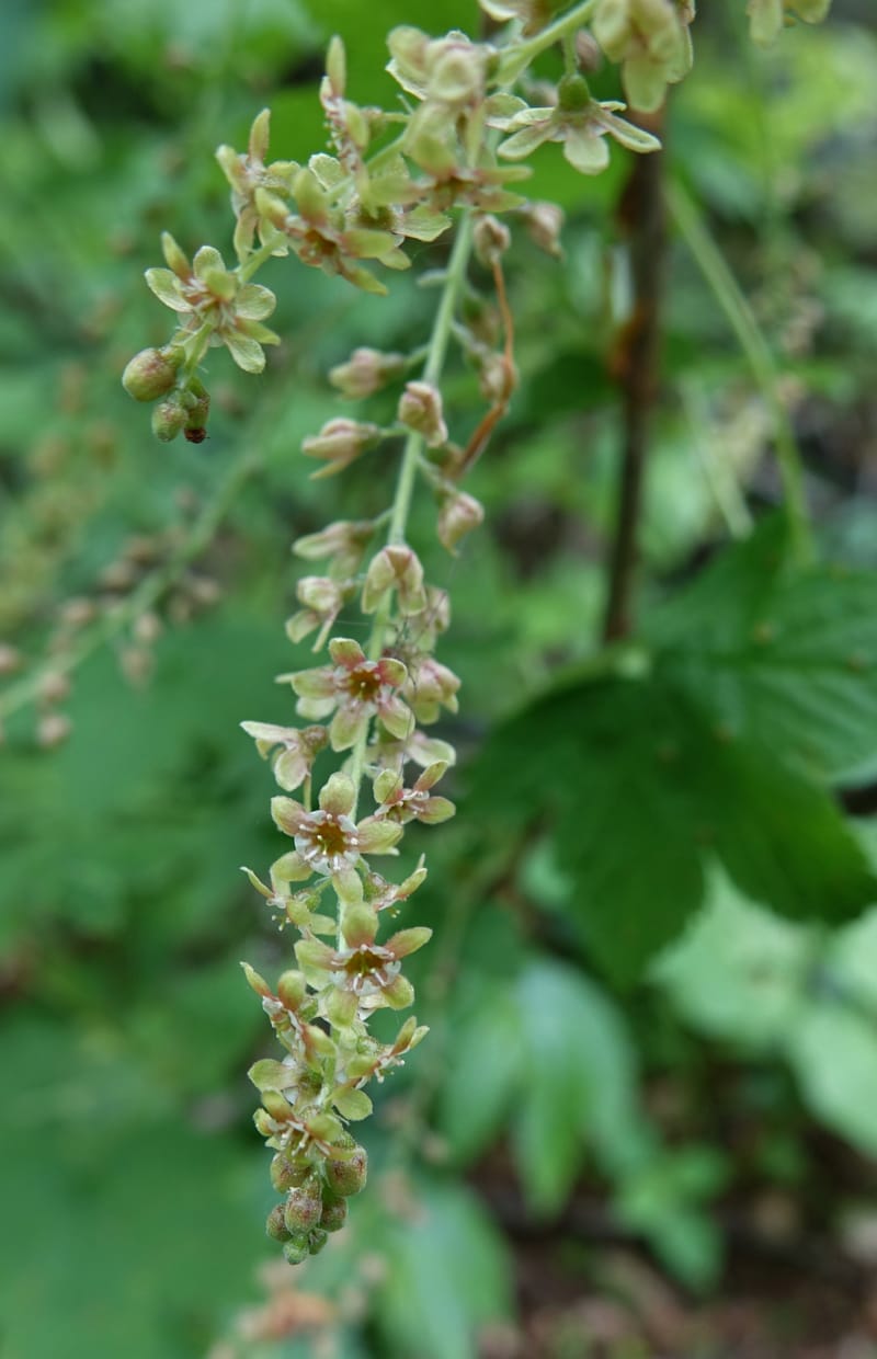Ribes japonicum--Japan. Niigata. Sasagamine. Yu Memidaira. Forest Therapy Trail. 28 May 2016. DSC04970 (136).JPG