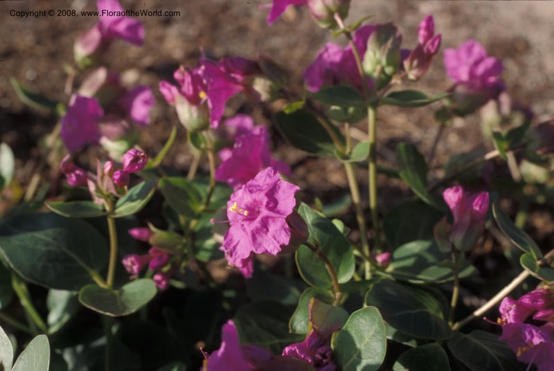 Mirabilis macfarlanei--ID. Idaho Botanical Garden, Boise. May 89. 001.jpg