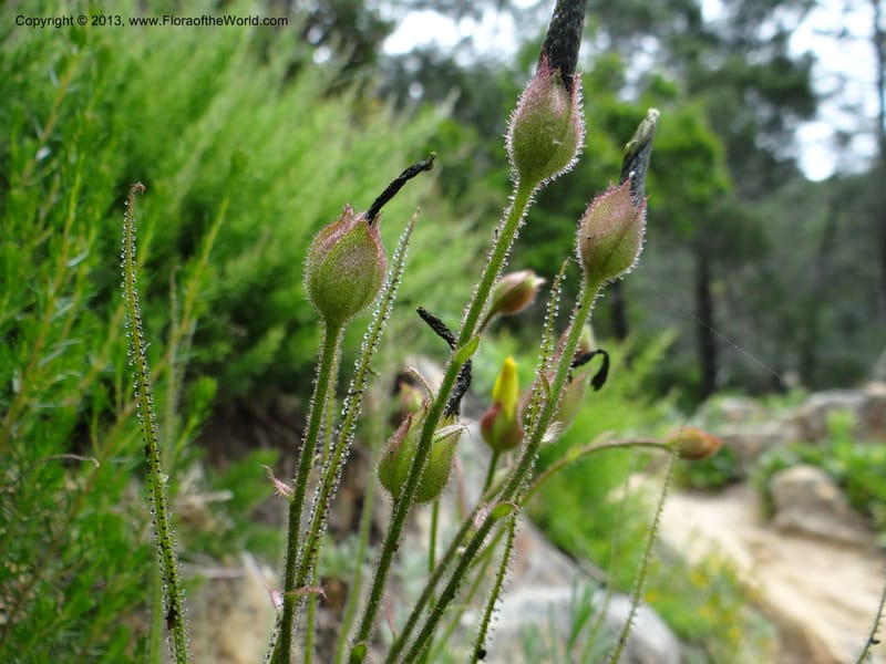 Drosophyllum lusitanicum, Davidson, C 12167--Spain. Andalucia. Parque Natural Alcornocales. 28 May 2013. DSC05381 (4).JPG