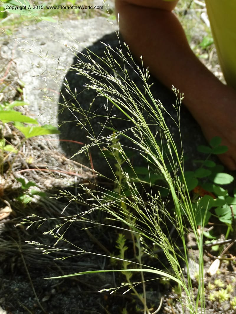 Agrostis scabra, Davidson, C 12566--Idaho. Valley Co. Payette Lake. Sylvan Beach. 12 Jul 2014. DSC09429 (249).JPG