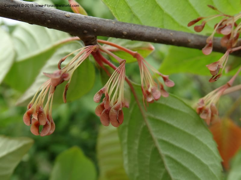 Euptelea pleiosperma, Boufford, D 43587--China. Sichuan. Tudiling Tunnel. 6 May 2014. DSC03860 (124).JPG