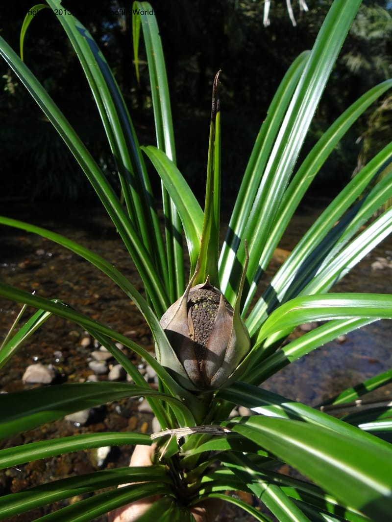 Pandanus discostigma, Callmander 1033--Malaysia. Sabah. Tahan Niaga Plantation. 8 Apr 2012. DSC07609 (57).JPG