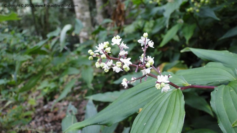 Maianthemum, J. Martinez Melendez 2197--MX. Chiapas. Tres Picos. 19 Sept 2010. 073.jpg